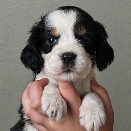 Buck - Black white and tan male English Springer Spaniel puppy in Fort White, Florida from Thunderbird Springers