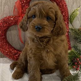 Cavapoos and Poodles from Heavn Sent Acres