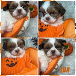 Lila - Liver and white female Shih Tzu puppy in Coolidge, Arizona from Shih Tzu’s  ‘N’ Love