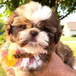 Coca Cola - Liver male Shih Tzu puppy in Siloam Springs, Arkansas from Sweet and Sassy Shih Tzu