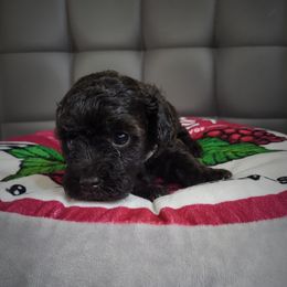 Poodle Puppies from Fabi Poodle