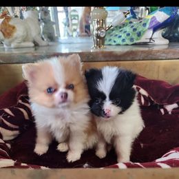 Pomeranian Puppies from La Belle Pomeranians