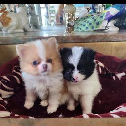Pomeranian Puppies from La Belle Pomeranians