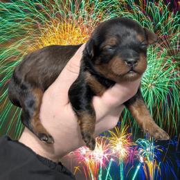 Confetti - Black and tan female Yorkipoo puppy in Coshocton, Ohio from Forever Family Puppies