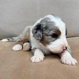 Nordic - Blue merle male Aussiedoodle puppy in Colorado Springs, Colorado from Pesky Redneck Mini Ranch