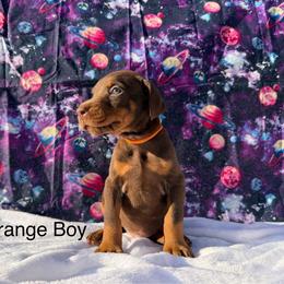 Orange - Red and rust male Doberman Pinscher puppy in Knox, Indiana from Double River Dobermans