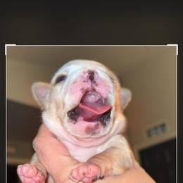 Sven - Lilac male Boston Terrier puppy in Mascotte, Florida from The DogMother House of Bostons