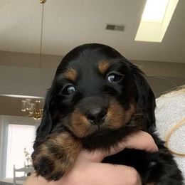 Dachshunds from Belgate Dachshunds