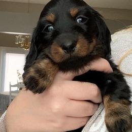 Dachshunds from Belgate Dachshunds