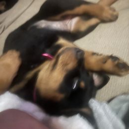 Rottweiler Puppies from CG Rottweilers