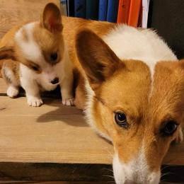 Pembroke Welsh Corgis from Up North Corgis