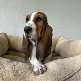 Baymax - Black brown and white male Basset Hound puppy in Logan, Utah from Cache Valley Bassets