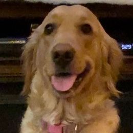 Marvel - Goldendoodle