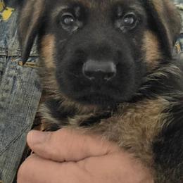 Apollo (Service Dog Ready) - Black and red male German Shepherd puppy in Jamesville, New York from Mark Carfagno's Pups