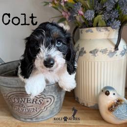 Colt - AKC - Silky - Black and tan male Dachshund puppy in Kemp, Texas from Koli Acres