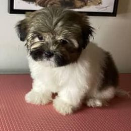 Girl 1 - Black gold and white female Shorkie puppy in Boca Raton, Florida from Tina-Marie's Pups