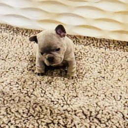 Bridges - Blue male French Bulldog puppy in Campbell Hall, New York from Charlie’s Frenchies