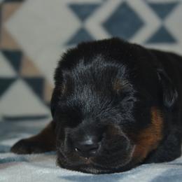 Boy 5 - Black and mahogany male Rottweiler puppy in Ethel, Washington from Titanenheim Rottweilers