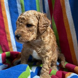 Todd - Buff and white male Cockapoo puppy in Egg Harbor City, New Jersey from Grace Given Cockapoos (GGC)