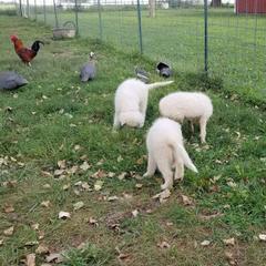 Border Collie and Maremma Sheepdog Puppies from 2J 2K Border Collies & Maremma Sheepdogs