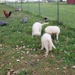 Border Collie and Maremma Sheepdog Puppies from 2J 2K Border Collies & Maremma Sheepdogs