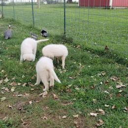 Border Collie and Maremma Sheepdog Puppies from 2J 2K Border Collies & Maremma Sheepdogs