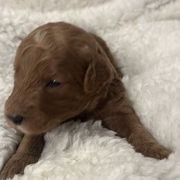 Goldendoodle Puppies from Betsy-Doodles
