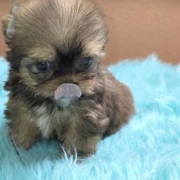 Yorkshire Terrier puppies from Pooch Perfect Puppies