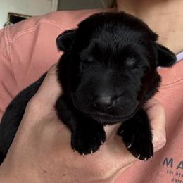 Male - Black male German Shepherd puppy in Windsor, Colorado from German Shepherds