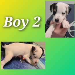 Companion Cross, Russell Terrier, and Yorkshire Terrier Puppies from Working W Kennels