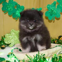 Pomeranian Puppies from The Pom farm