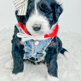 Rey - Black and white female Bernedoodle puppy in Otisville, Michigan from Danie’s Darling Doodles LLC