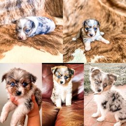 Pembroke Welsh Corgi and Toy Australian Shepherd Puppies from Double Bar H Corgis & Aussies