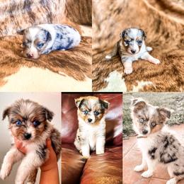 Pembroke Welsh Corgi and Toy Australian Shepherd Puppies from Double Bar H Corgis & Aussies