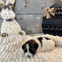 Scout - Tri-color male Coton de Tulear puppy in Freeport, Texas from H❤️PE COTONS