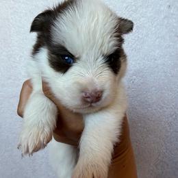 Sebastian - Chocolate male Pomsky puppy in Mc Minnville, Oregon from West Coast Pomskies