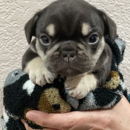 French Bulldog Puppies from French Bulldog Loco