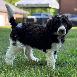 Penelope - Pink Collar - Brown female Poodle puppy in Monroe, North Carolina from The Klepper Homestead