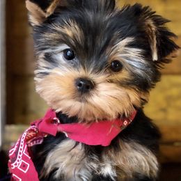 Biewer Terrier and Yorkshire Terrier Puppies from Wisteria Yorkies