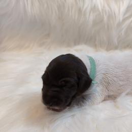 Mint - Liver roan female German Shorthaired Pointer puppy in Highland, Illinois from Big Daves Bird Dogs LLC,  BDBD