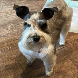 Toot - Miniature Schnauzer