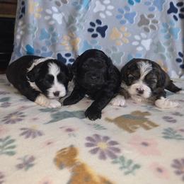 Shihpoo and Shih Tzu Puppies from Robert Elkin