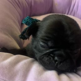 Pug Puppies from The Grumble Pack