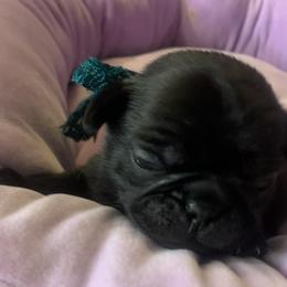 Pug Puppies from The Grumble Pack