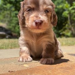 Stewart 4500 - Dapple male Dachshund puppy in Steele, Alabama from Taylored Dachshunds