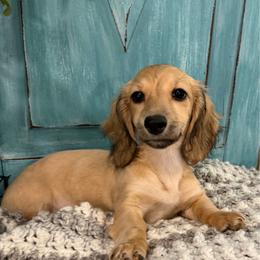 Shaded cream - Cream female Dachshund puppy in Bryan, Ohio from Wysteria Hill Doxies