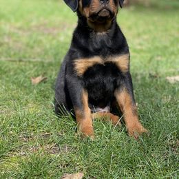 Rottweiler Puppies from Vom Hause Stan