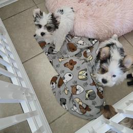 Yorkshire Terrier Puppies from Neptune Cove