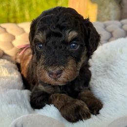 Rice Krispies - Phantom female Bernedoodle puppy in Rose Hill, North Carolina from Red Door Canines