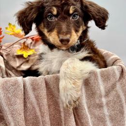 Bessie - Red phantom female Aussiedoodle puppy in Austin, Texas from Doodles of Central Texas